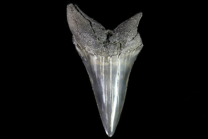 Large, Fossil Mako Shark Tooth - Georgia #75083